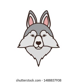 head of cute lobo siberiano dog on white background