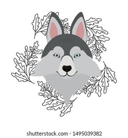 head of cute lobo siberiano dog on white background