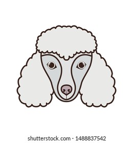 head of cute poodler dog on white background