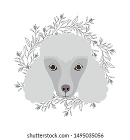 head of cute poodler dog on white background