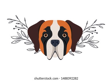 head of cute san bernardo dog on white background