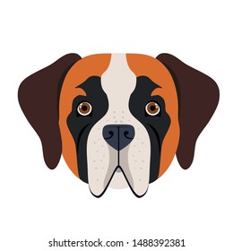 head of cute san bernardo dog on white background