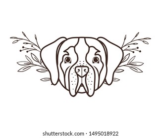 head of cute san bernardo dog on white background