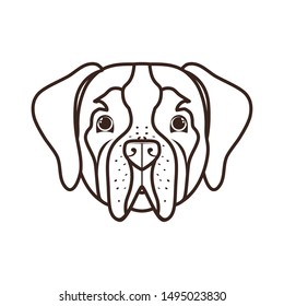 head of cute san bernardo dog on white background