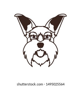 head of cute schnauzer dog on white background