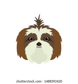 head of cute shih tzu dog on white background