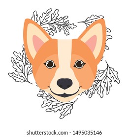 head of cute welsh corgi dog on white background