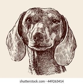 head of dachshund