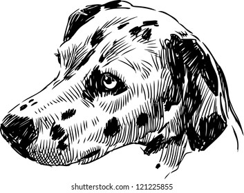 head Dalmatians