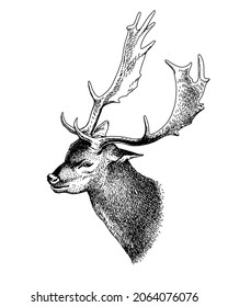 Head deer with horns. Vector sketch, vintage portrait of animal, engraving style. Hand-drawn drawing of deer with antlers. For tattoo, print, t-shirt.