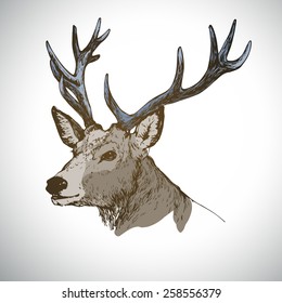 head of deer ink sketch color vector illustration