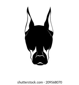 head of doberman - dog