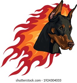 head of dobermann dog with Flames vector illustration