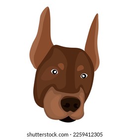 Head of Dobermann dog on white background