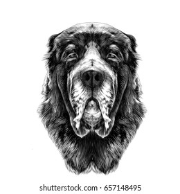 the head of the dog breed Alabai or the Central Asian shepherd dog full face symmetry, sketch vector graphics black and white drawing