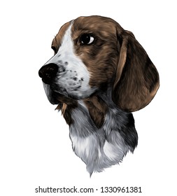the head of the dog breed Beagle is looking sideways sketch vector graphics color illustration on white background