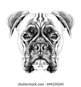 the head of the dog breed boxer dog collar c a vector sketch graphics black and white illustration monochrome