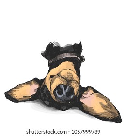 the head of the dog breed Dachshund lies funny with big ears and smiles, a color drawing in sketch style vector