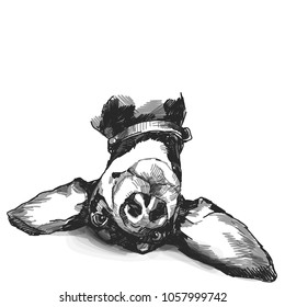 the head of the dog breed Dachshund lies funny with big ears and a smiling, black-and-white drawing in a sketch style vector