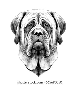 head dog breed Mastiff, sketch vector graphics black and white drawing