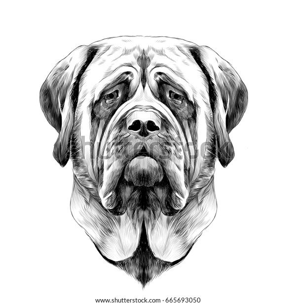 Head Dog Breed Mastiff Sketch Vector Stock Vector (Royalty Free ...