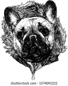 the head of the dog breed pug in the hoodie with warm fur, sketch vector graphics monochrome illustration on white background