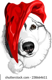 head dog breed Siberian Husky in the bell of Santa Claus