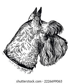 Head of a dog of the breed standard schnauzer. Vector hand drawn illustration