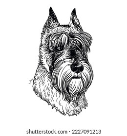 Head of a dog of the breed standard schnauzer. Vector hand drawn illustration