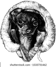 the head of the dog breed of the Terrier in a winter hood with fur around the edges smiles, sketch vector graphics monochrome illustration on white background