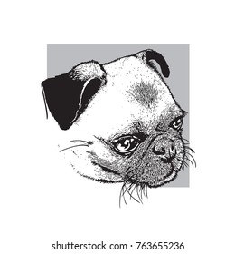 Head of dog of pug breed. Portrait of a cute pet. Black and white drawing, vector illustration in engraving style.