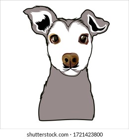 head dog realistic face vector 