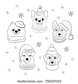 Head of dog in winter hat and scarf. Set of pets: chihuahua, australian shepherd dogs,  Labrador, Pomeranian Spitz. Hand draw sketch. Coloring page for children and adults. Vector illustration.