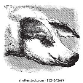 Head of the domestic pig, vintage engraved illustration. From Deutch Vogel Teaching in Zoology.
