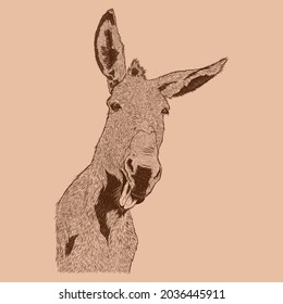 Head Donkey sketch illustration drawing vector 