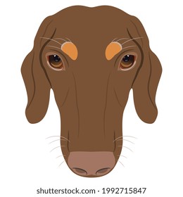Head of a duchshund breed dog. Canine pet portrait. Animal mask. Cartoon style. Isolated vector illustration.