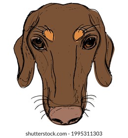 Head of a duchshund breed dog. Canine pet portrait. Hand drawn colorful rough sketch.