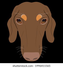 Head of a duchshund breed dog. Canine pet portrait. Animal mask. Cartoon style. Isolated vector illustration. On black background.