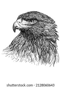 Kopf der Adler Hand zeichnen monochrome auf weißem Hintergrund, Vektorgrafik.