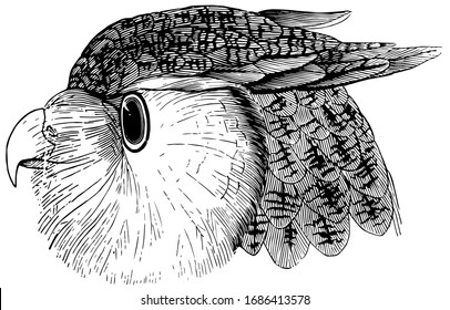Head of an Eagle Owl has large eyes for seeing at night, vintage line drawing or engraving illustration.