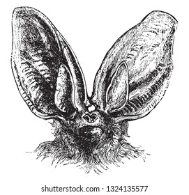Head of the ear, a species of bat, vintage engraved illustration. From Zoology Elements from Paul Gervais.

