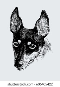 head of an eared dog