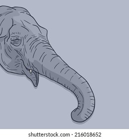 Head elephant