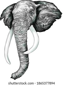 the head of an elephant black white vector illustration