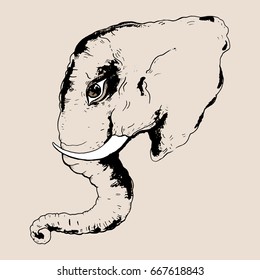 Head of elephant. Hand drawn Vector illustration