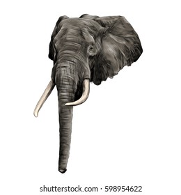 the head of an elephant, sketch, vector graphics, colored drawing