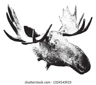 Head of elk, vintage engraved illustration. From Deutch Vogel Teaching in Zoology.