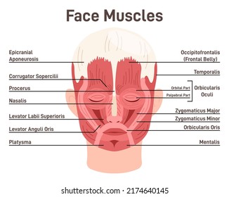 Head and face muscles. Didactic scheme of anatomy of human muscular system with anatomical captions. Human face front view. Flat vector illustration