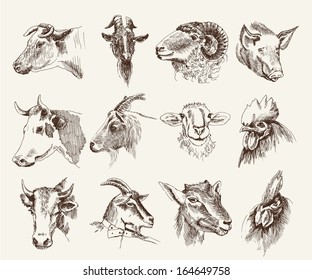 head of farm animals. set vector sketches