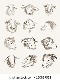 head of farm animals. set vector sketches